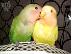 PoulaTo: πωλουνται παπαγαλοι lovebird